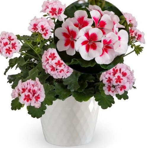 Pelargonium 'Summer Lovers® White Splash' - Pelargoon 'Summer Lovers® White Splash'  